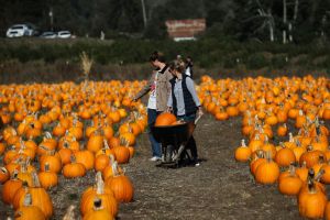 California: Pumpkin patch attracts fall revelers