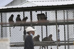 43 monkeys escape South Carolina research facility
