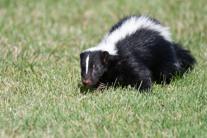 Urban Wildlife Skunk walking along grass